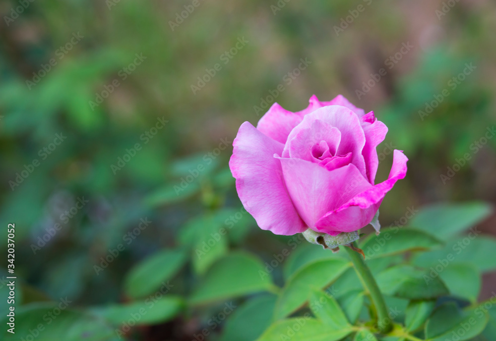 Roses in the rose garden, focus gentle, selective focus.