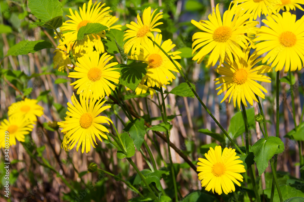 Big yellow blossom flower in the park. A bush of yellow chamomile in the spring garden. Big yellow blossom flower in the park. A bush of yellow chamomile in the spring garden.