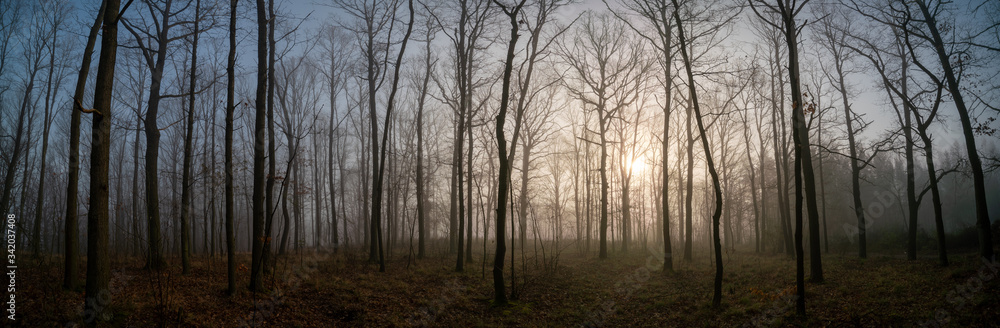 Panorama of morning forest in foggy weather Panorama of morning forest in foggy weather