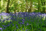 Carpet of Bluebells at Ellenbrook Fields, Hatfield in Spring