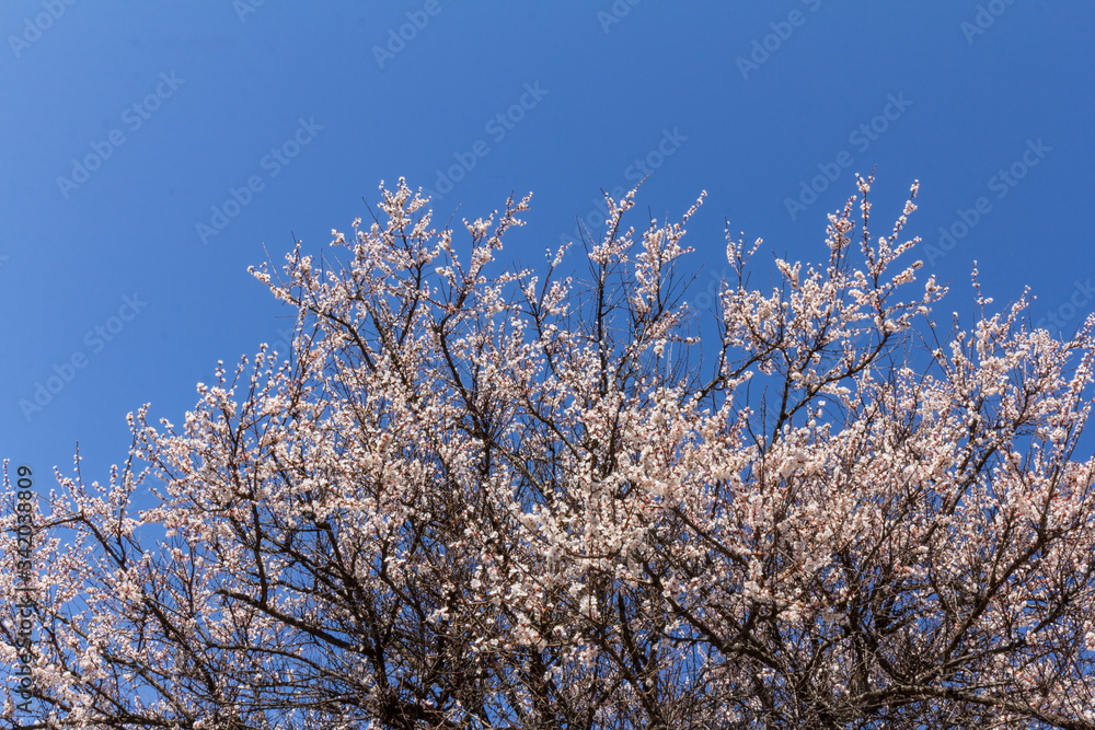 Beautiful apricot blossoms on blue sky background. Space for text