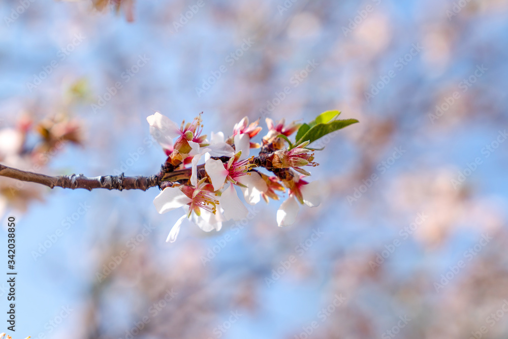 Spring season, white flowers of tree and blurred background.. Spring season, white flowers of tree and blurred background..