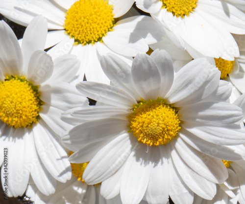 Margerittenbouquet