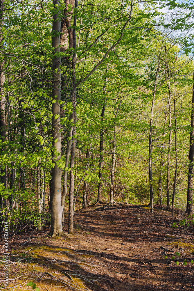 Fototapeta premium footpath in the woods