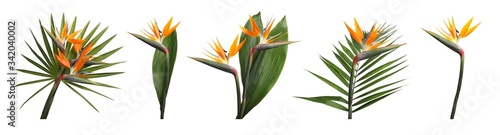 Set with beautiful Bird of Paradise tropical flowers and green leaves on white background. Banner design photo