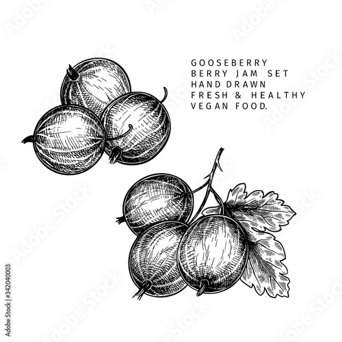 Hand drawn gooseberry branch, leaf and berry. Engraved vector illustration. Dewberry agriculture plant. Summer harvest, jam or marmalade vegan ingredient. Menu, package, cosmetic and food designю photo