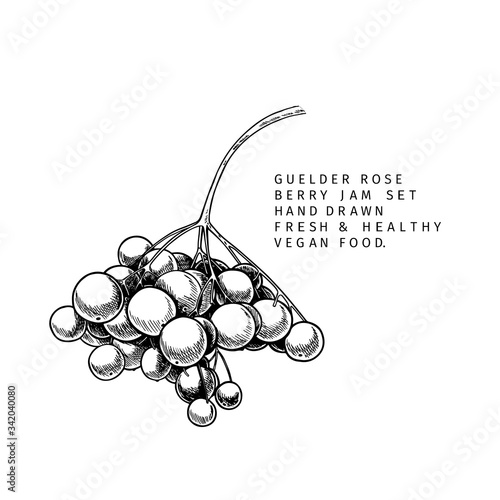 Hand drawn guelder rose branch, leaf and berry. Engraved vector illustration. Virginity agriculture plant. Summer harvest, jam or marmalade vegan ingredient. Menu, package, cosmetic and food design.
