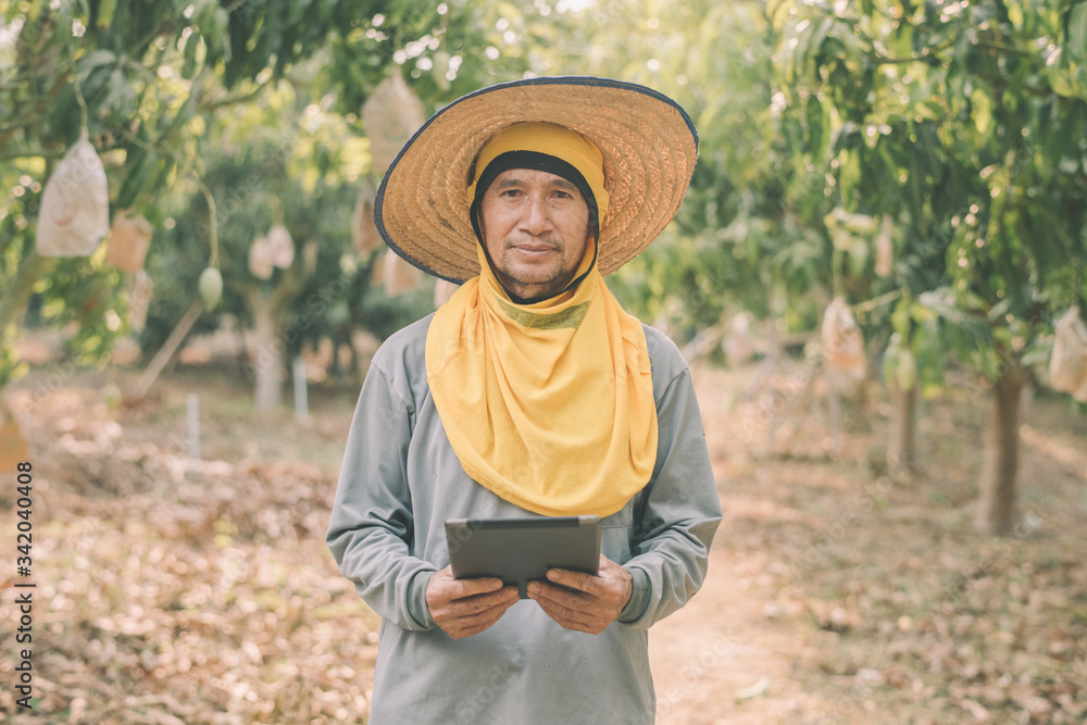 Asian farmer stands in a mango grove and works through a tablet computer. The concept of agribusiness