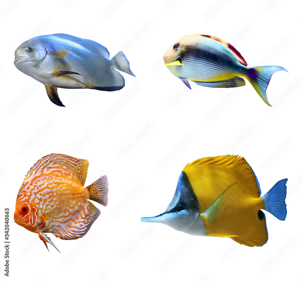 Set of different bright tropical fishes on white background Set of different bright tropical fishes on white background