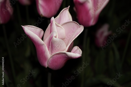 pink and white tulip