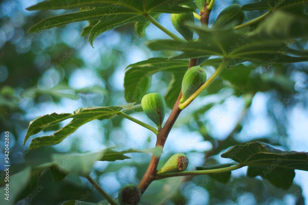 Green unripe figs (Ficus carica) on the tree. Green unripe figs (Ficus carica) on the tree.