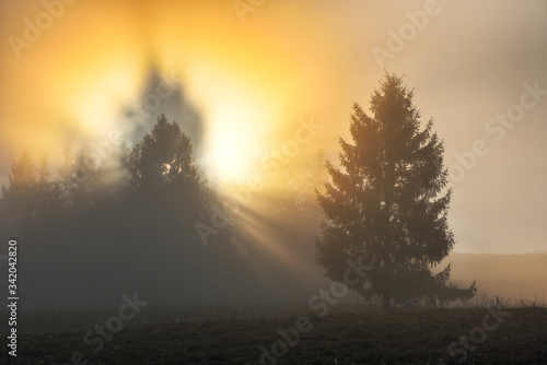 autumn dawn. the sun's rays make their way through the trees © sergnester