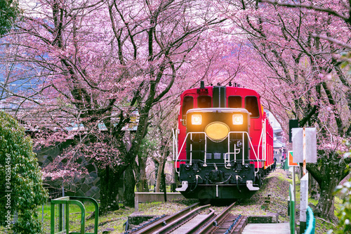 Romantic train runs through tunnel of cherry blossoms in Kyoto, Japan. photo