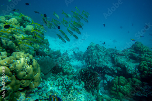 Underwater world coral reef landscape with colorful tropical exotic fish and marine life