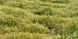 Chamomile (camomile) field with blooming flowers panorma