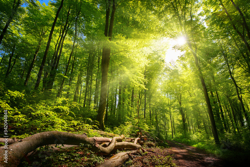 Luminous sun rays falling through the green foliage in a beautiful forest, with timber beside a path