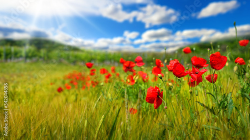 Poppy flowers on a green field or grassland, with deep blue sky, white clouds and rays of sunlight in the background