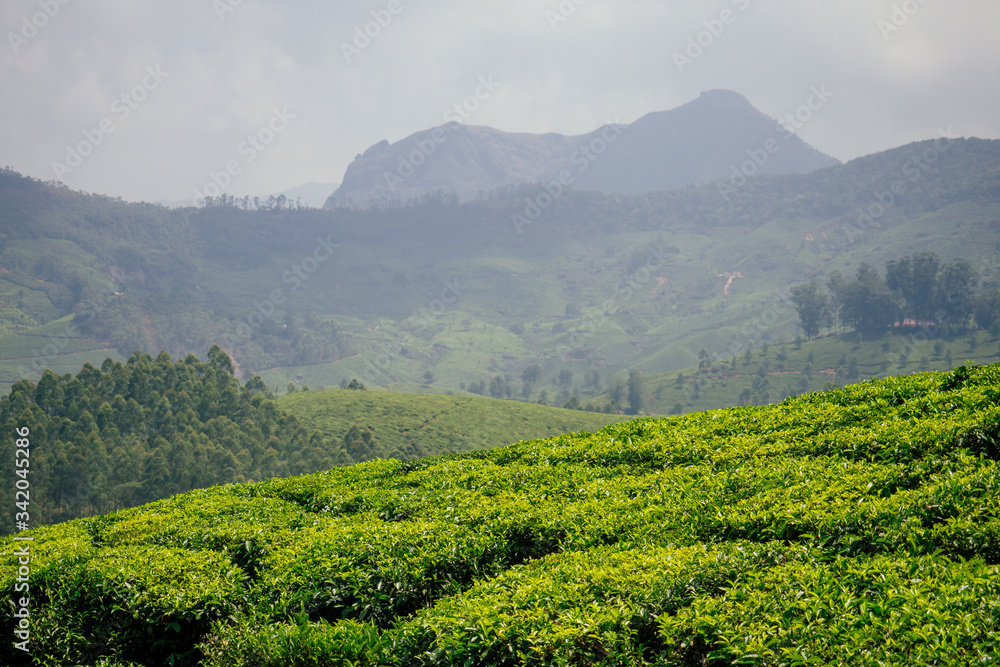Naklejka premium big and sun green plantation of tea in India .
