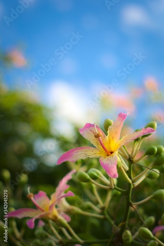 Colorful, exotic flower of a silk floss tree (Ceiba speciosa) on a bright summer day. Close up shot.
