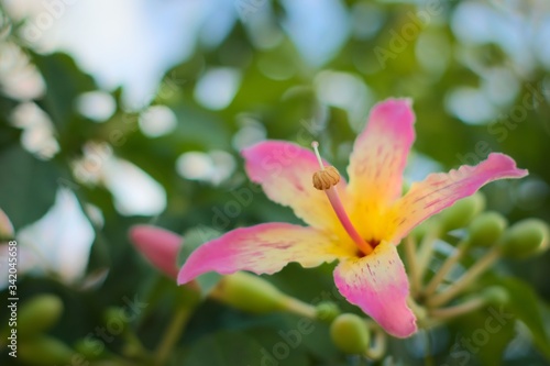 Fototapeta Naklejka Na Ścianę i Meble -  Colorful, exotic flower of a silk floss tree (Ceiba speciosa) on a bright summer day. Close up shot.