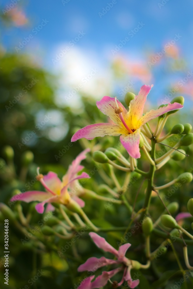 Colorful, exotic flower of a silk floss tree (Ceiba speciosa) on a bright summer day. Close up shot.