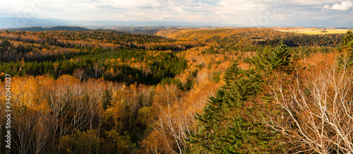 Autumn colorful forest panorama view