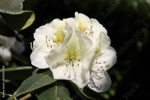 Fleurs blanches de rhododendron au printemps - Ville de Corbas - Département du Rhône - France