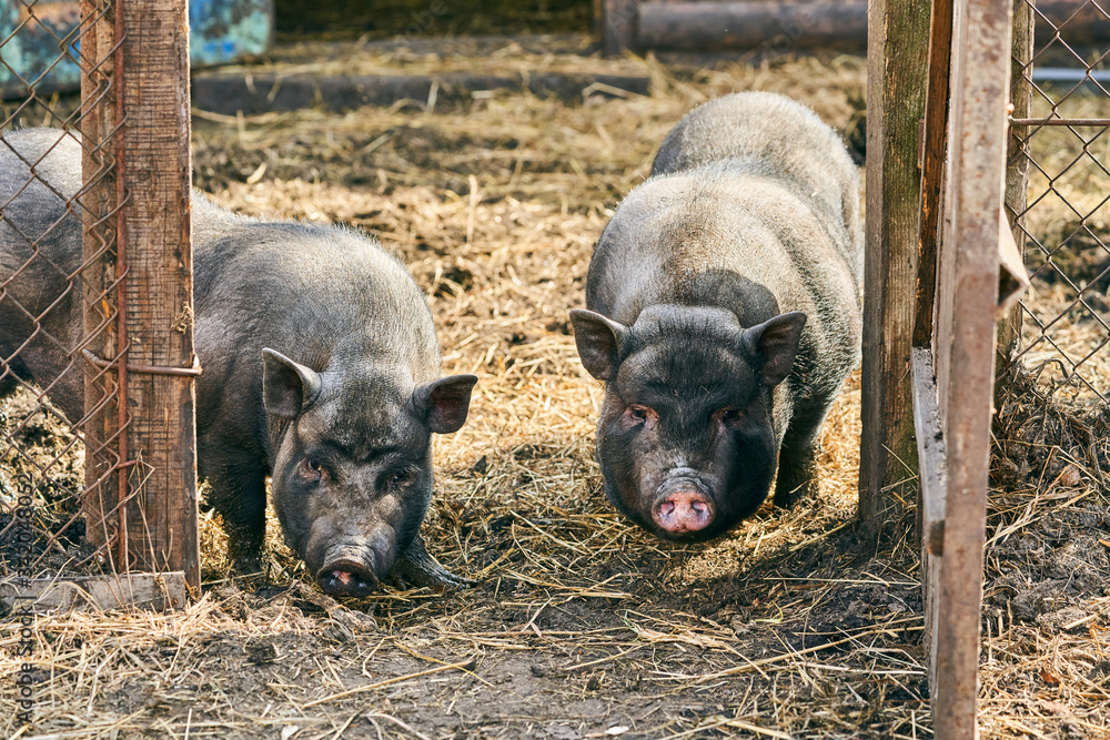 Vietnamese black bast-bellied pig. Herbivore pigs. Livestock farming Vietnamese black bast-bellied pig. Herbivore pigs. Livestock farming