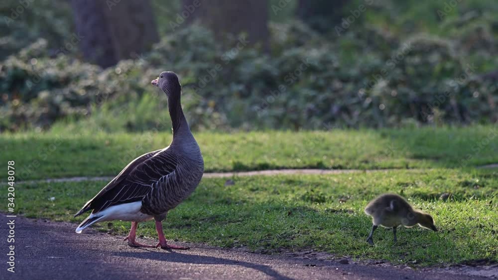 Greylag goose family with chicks search feed on the park meadow, animal child, spring,
(anser anser), germany Greylag goose family with chicks search feed on the park meadow, animal child, spring,
(anser anser), germany