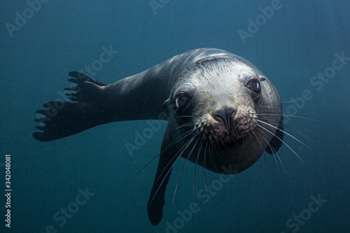 Sea lion in Baja California waters