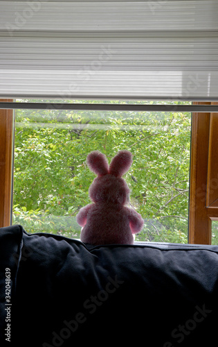 teddy bunny sitting at the window