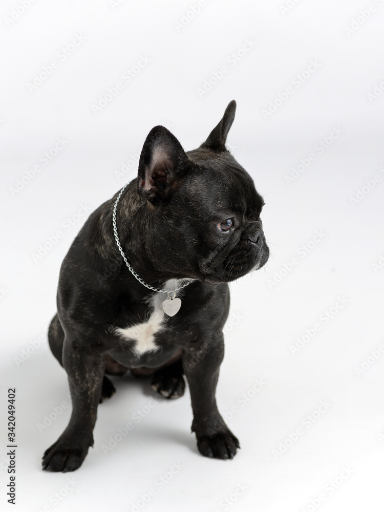 portrait of a black french bulldog on a white background portrait of a black french bulldog on a white background