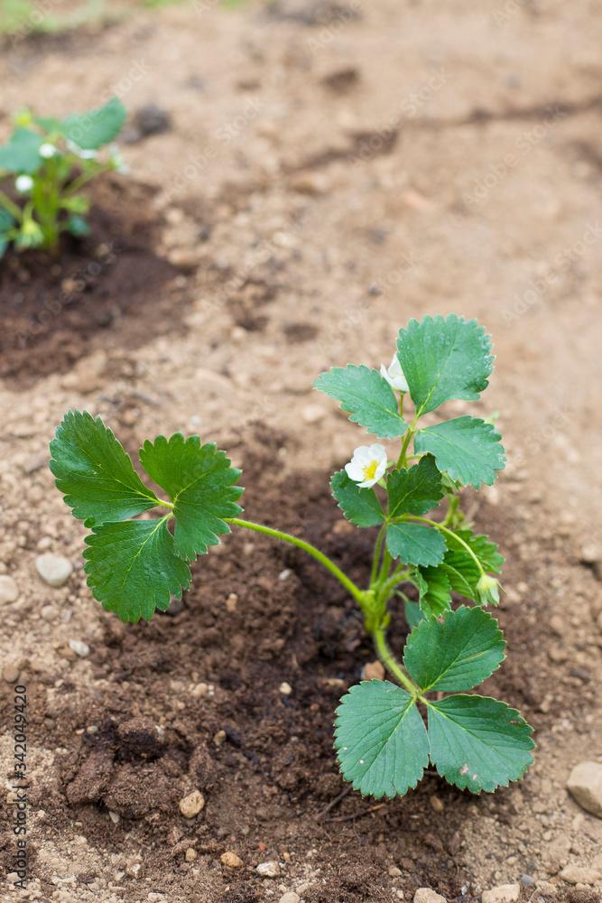 A small strawberry plant in wet ground, vertical shot. Home-growing vegetables and fruit is a nice activity idea during covid-19 lockdown pandemic. Vertical shot. A small strawberry plant in wet ground, vertical shot. Home-growing vegetables and fruit is a nice activity idea during covid-19 lockdown pandemic. Vertical shot.