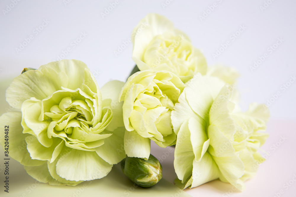 Obraz premium Green yellow carnations flowers on a white lilac background. Place for the text. Mothers Day. Greeting card. Wedding day. Valentine's Day