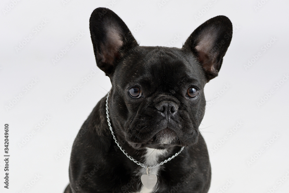 portrait of a black french bulldog on a white background