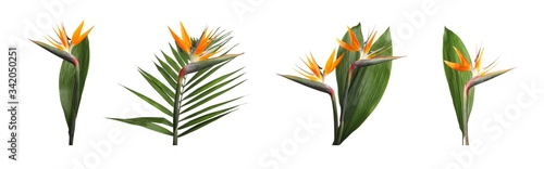 Set with bird of Paradise tropical flowers on white background. Banner design