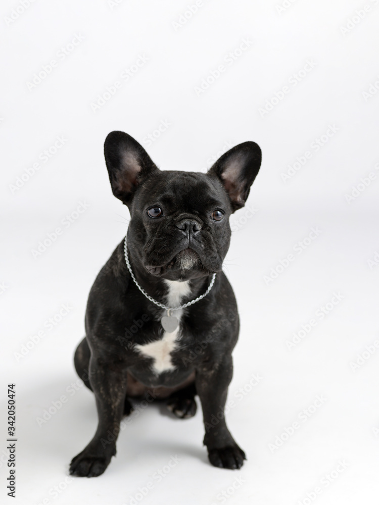 portrait of a black french bulldog on a white background