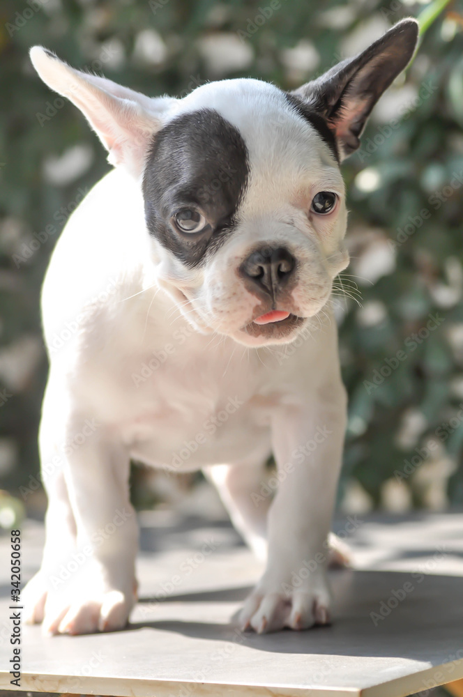 Fototapeta premium French bulldog or young dog, young french bulldog