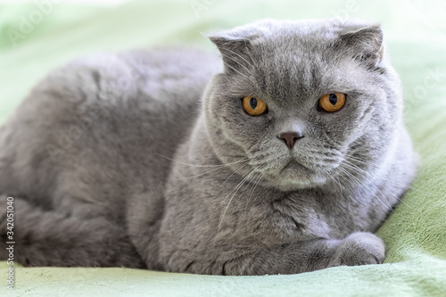Gray scottish fold cat with orange eyes on a soft green sofa. Selective focus. Closeup view