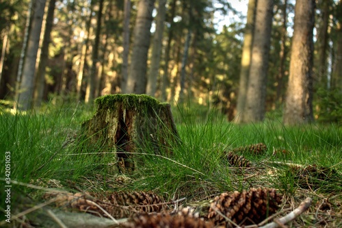 wild animal in the woods