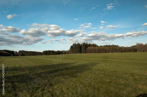 field of wheat