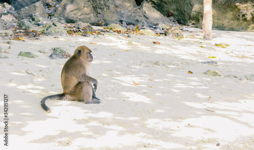 Monkey on the sand, Thailand
