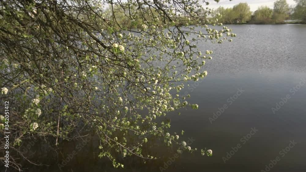 tree blossoms over water pond tree blossoms over water pond
