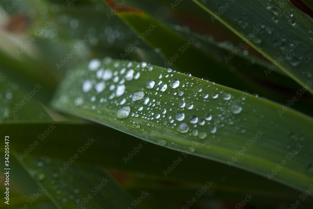 Naklejka premium Water droplets on the plant. Kırklareli / Turkey.