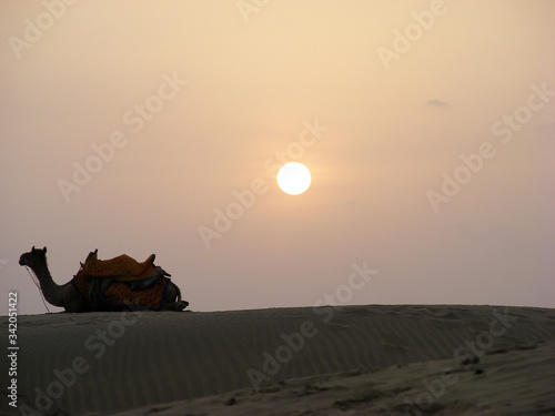 Cammelli nel deserto del Thar in Rajasthan 