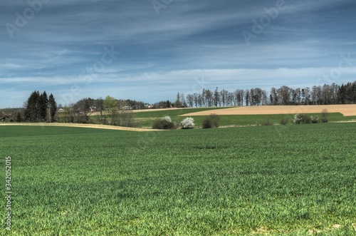 rural landscape with cows