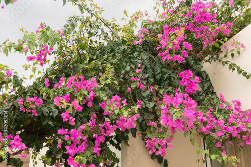 Luxurious pink bougainvillea flowers adorn the balcony of the house. Soft Focus.