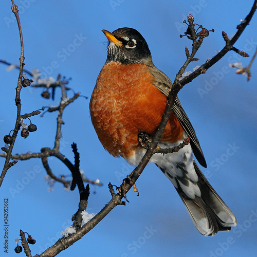 Birds in Winter with Snow & Ice
