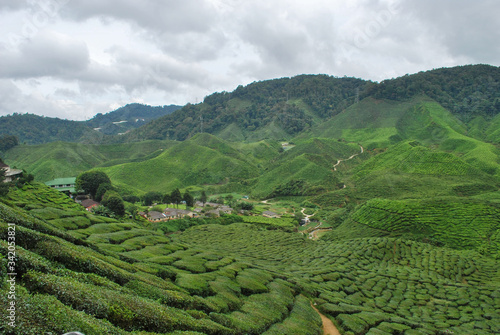 Tea farm in Cameron Highlands, Malaysia © yihchang