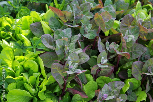 Jeunes pousses de salades et d'arroches photo